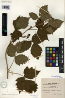 Isotype of Rubus septifolius H.E. Weber [family ROSACEAE]