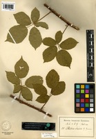 Isolectotype of Rubus friesii G. Jensen [family ROSACEAE]