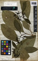 Syntype of Coussarea paniculata (Vahl) Standl. [family RUBIACEAE]