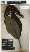 Syntype of Isertia parviflora Vahl [family RUBIACEAE]