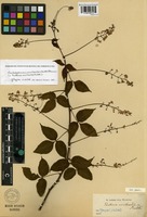 Isotype of Paullinia urvilleoides Radlk. [family SAPINDACEAE]
