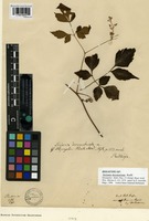 Holotype of Serjania decemstriata Radlk. [family SAPINDACEAE]
