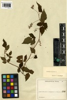 Syntype of Urvillea stipitata Radlk. [family SAPINDACEAE]