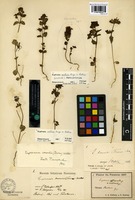 Syntype of Euphrasia arctica Lange ex Rostr. [family SCROPHULARIACEAE]