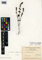 Isotype of Euphrasia frigida Pugsley var. attenuata Pugsley [family SCROPHULARIACEAE]