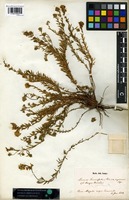 Syntype of Linaria tournefortii (Poir.) Lange var. inquinans Lange [family SCROPHULARIACEAE]