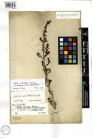 Holotype of Salsola verticillata Schousb. [family CHENOPODIACEAE]
