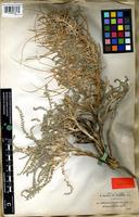 Syntype of Astragalus gombo Coss. and Durieu [family FABACEAE]