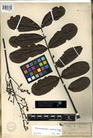 Isotype of Swietenia angolensis Welw. [family MELIACEAE]