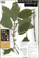 Filed as Dorstenia soerensenii Friis [family MORACEAE]