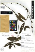 Tricalysia kivuensis Robbr. [family RUBIACEAE]