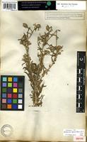 Isotype of Buphthalmum graveolens Forssk. [family COMPOSITAE]