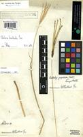Filed as Eustachys paspaloides (Vahl) Lanza et Mattei [family GRAMINEAE]
