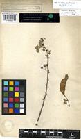 Syntype of Mimosa mellifera Vahl [family FABACEAE]