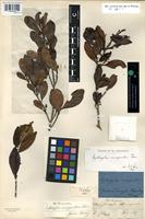 Filed as Erythroxylum emarginatum Thonn. [family ERYTHROXYLACEAE]