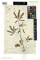 Syntype of Hibiscus obtusatus Schumach. [family MALVACEAE]