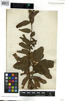 Isotype of Honckenya ficifolia Willd. [family TILIACEAE]