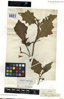 Filed as Solanum macrocarpon L. [family SOLANACEAE]