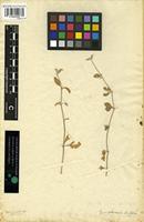 Isotype of Alternanthera crucis (Moq.) Bold. [family AMARANTHACEAE]