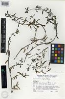 Isotype of Alternanthera serpens Pedersen [family AMARANTHACEAE]
