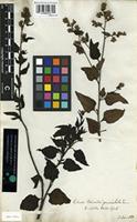 Syntype of Celosia nitida Vahl [family AMARANTHACEAE]
