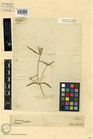 Holotype of Gomphrena angustifolia Vahl [family AMARANTHACEAE]