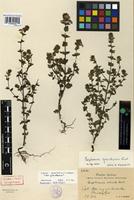 Type of Euphrasia grandescens Wiinst. [family SCROPHULARIACEAE]