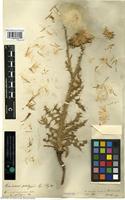 Type of Carduus platypus Lange [family ASTERACEAE]
