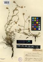 Type of Centaurea biokovensis Teyber [family ASTERACEAE]