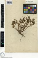 Holotype of Veronica parvifolia Vahl [family SCROPHULARIACEAE]