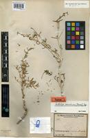 Isotype of Seidlitzia rosmarinus Bunge ex Boiss. [family CHENOPODIACEAE]