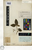 Holotype of Croton crassifolius Geiseler [family EUPHORBIACEAE]