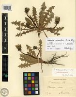 Isolectotype of Taraxacum mimulum Dahlst. ex H. Lindb. [family ASTERACEAE]