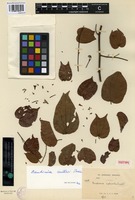 Isotype of Bauhinia calcicola Craib [family FABACEAE]
