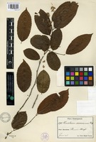 Isotype of Homalium trichocladum Blake [family FLACOURTIACEAE]