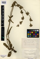 Type of Stachys malessana Degen and Hervier [family LAMIACEAE]