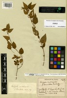 Type of Acalypha multicaulis Müll. Arg. var. tomentella Müll. Arg. [family EUPHORBIACEAE]