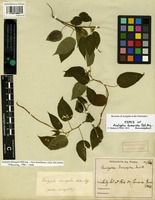 Type of Acalypha dimorpha Müll. Arg. [family EUPHORBIACEAE]