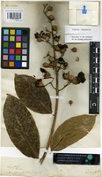 Type? of Lagerstroemia flos-reginae Retz. [family LYTHRACEAE]