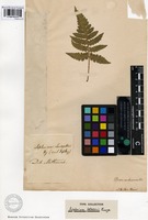 Isotype of Lunathyrium petersenii (Kunze) H. Ohba [family POLYPODIACEAE]