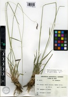 Isotype of Hordeum brevisubulatum (Trin.) Link subsp. iranicum Bothmer [family POACEAE]