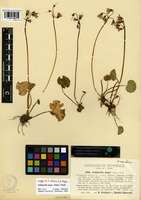 Isotype of Soldanella stiriaca F.K. Mey. [family PRIMULACEAE]