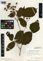 Lectotype of Rubus arrhenianthus Frid. [family ROSACEAE]