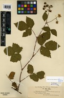 Lectotype of Rubus ciliatus Lindeb. ex Aresch. var. serotinus Lindeb. [family ROSACEAE]