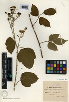 Syntype of Rubus anglo-saxonicus Gelert [family ROSACEAE]