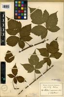 Isotype of Rubus septifolius H.E. Weber [family ROSACEAE]