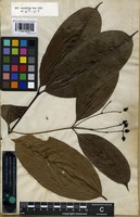 Syntype of Coussarea paniculata (Vahl) Standl. [family RUBIACEAE]