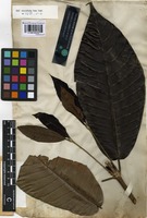 Syntype of Isertia parviflora Vahl [family RUBIACEAE]