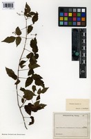 Syntype of Urvillea stipitata Radlk. [family SAPINDACEAE]