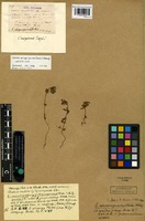 Lectotype of Euphrasia atropurpurea (Rostr.) Ostenf. [family SCROPHULARIACEAE]